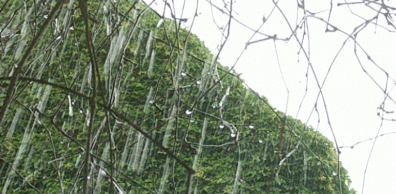 Pluie